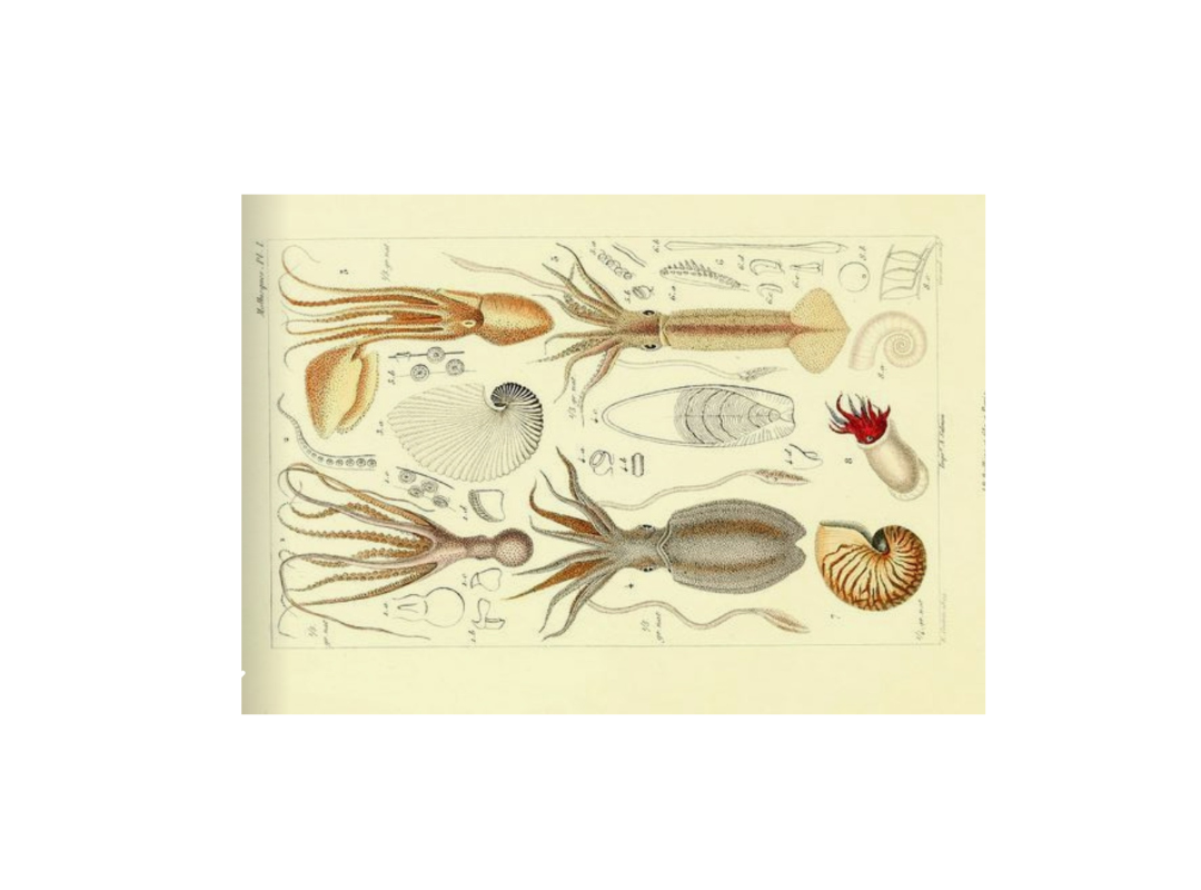 La Planche naturaliste - 6 ans et plus - Jeudi 29 ET vendredi 30 août, de 14h à 16h