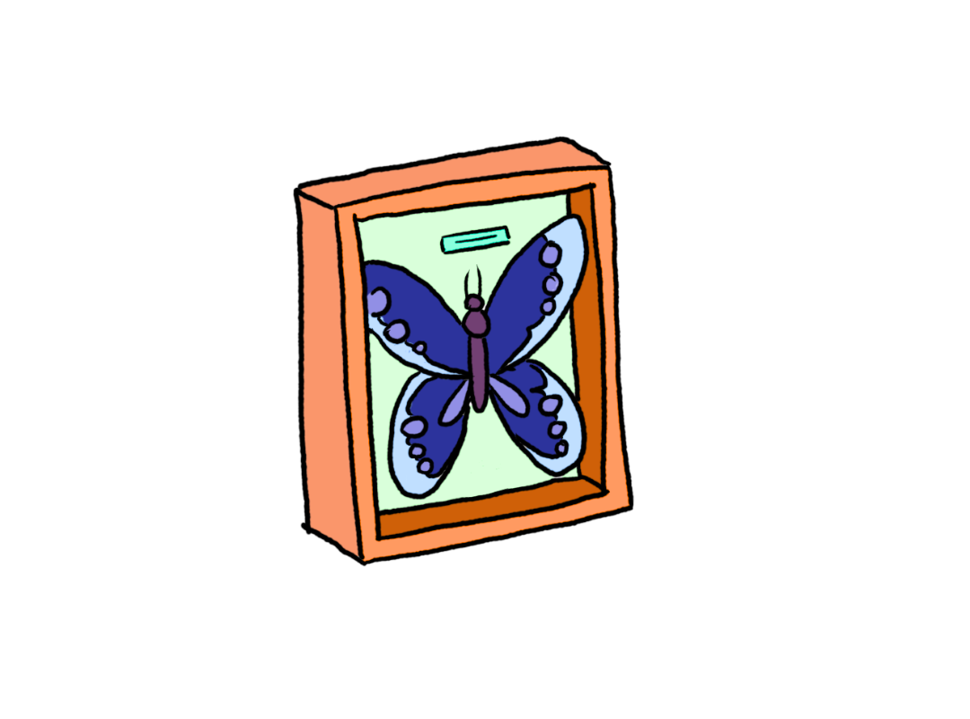 Boîte entomologique- 4 ans et plus - Mardi 7 juillet 14h
